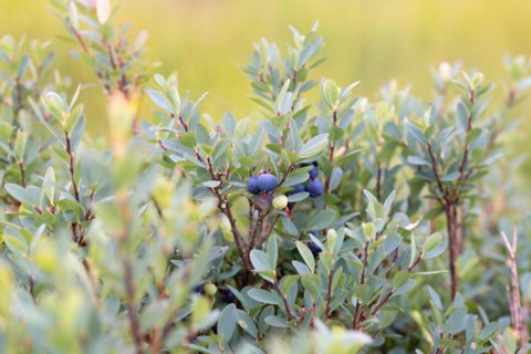 Bog bilberry