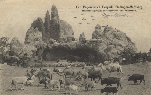 Hay feeder enclosure and lion gorge in Hagenbeck Zoo