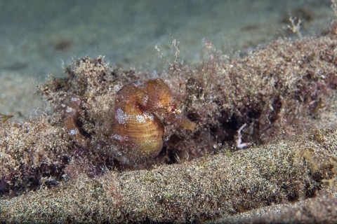 Short-snouted seahorse