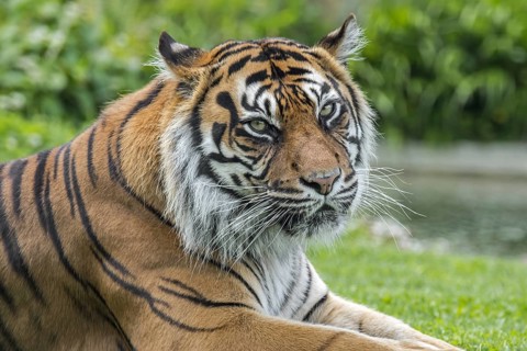Sumatran tiger