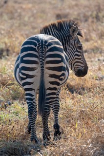 Plains Zebra of the subspecies crawshay's zebra