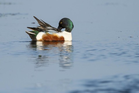 Northern shoveler