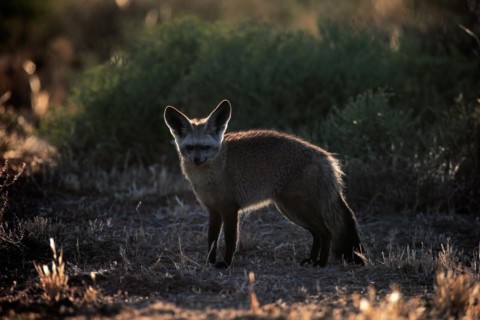 Bat-eared fox