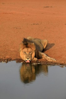Lion