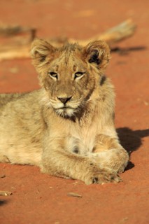 Lion