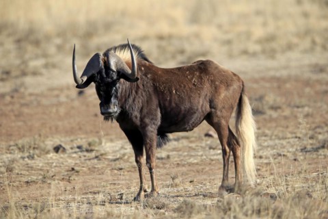 White-tailed gnu