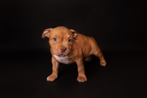 Puppy American Pit Bull Terrier sit on black background in studio