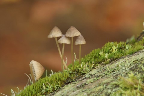 A group of small lamellar fungi on a tree trunk with moss and lichen. Germany