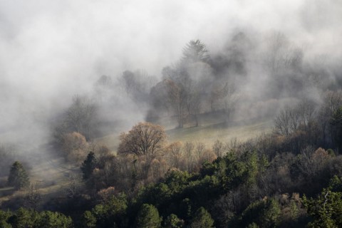 Clouds of mist in the forest