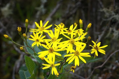 Packera aurea