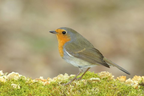 European robin