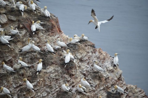 Northern gannet