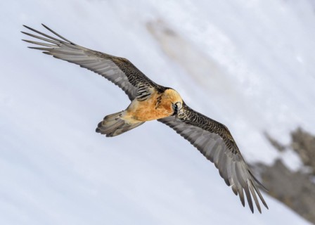Bearded vulture