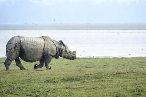 Indian Rhino