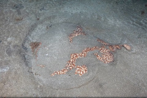 Marbled electric ray