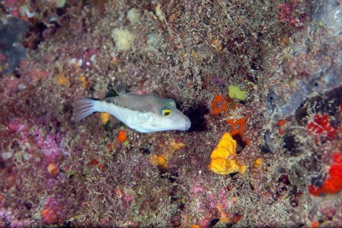 Macaronesian pointed pufferfish