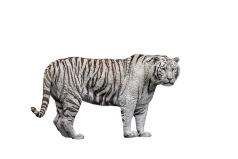 White tiger