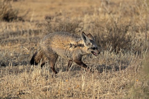 Bat-eared fox