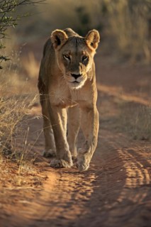 Lion
