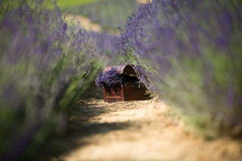A wooden crate with a bunch of freshly harvested lavender standing on the lavender field paths. Lavender field in Poland