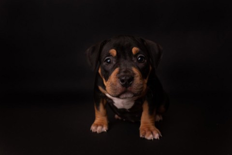 Puppy American Pit Bull Terrier sit on black background in studio
