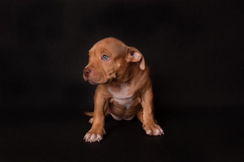 Puppy American Pit Bull Terrier sit on black background in studio