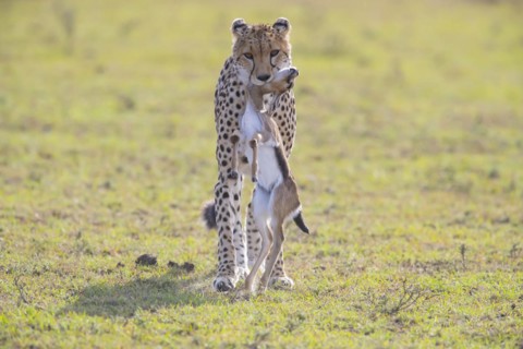 Cheetah