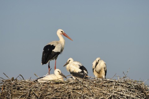 White Stork