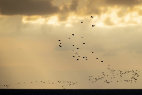 Common starling