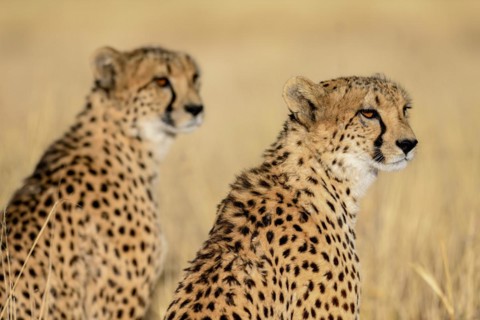 Two cheetahs