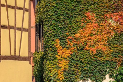Half-timbered house covered with Virginia creeper. Alsace France