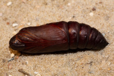 Privet hawk moth pupa lying on sand
