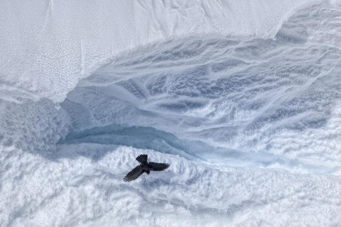Alpine chough