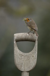 European robin