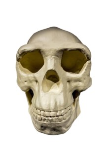Replica of skull of Peking Man
