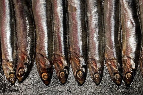 Anchovies
