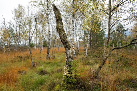 Autumn in the Kendlmuehlfilzen high moor