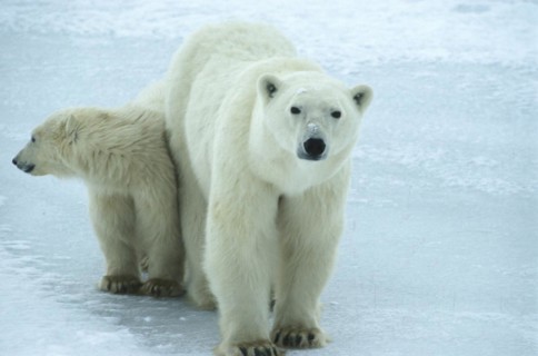 Polar bear