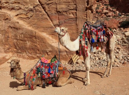 Riding camels
