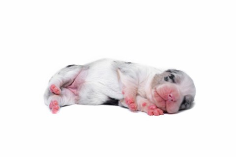 Ten days old excellent puppies of the Welsh Corgi Pembroke