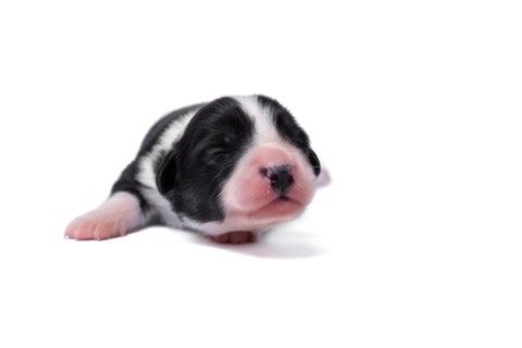 Ten days old excellent puppies of the Welsh Corgi Pembroke