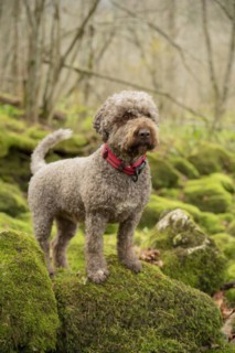 Lagotto Romagnolo outdoor
