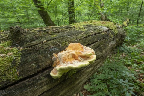 Sulphur polypore