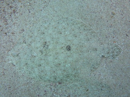 Well camouflaged peacock flounder