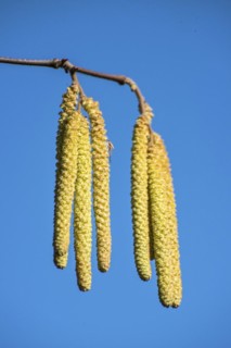 Common hazel