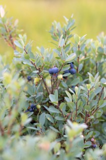 Bog bilberry