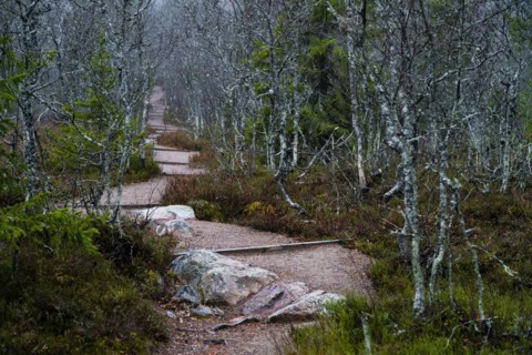 Hiking trail in Fulufjaellet National Park