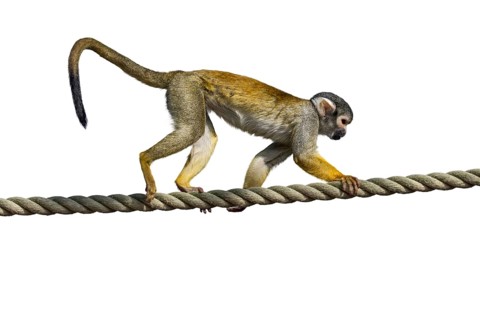 Black-capped squirrel monkey