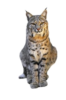 Bobcat