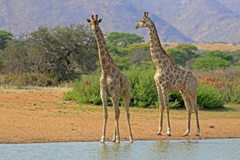 Southern giraffe